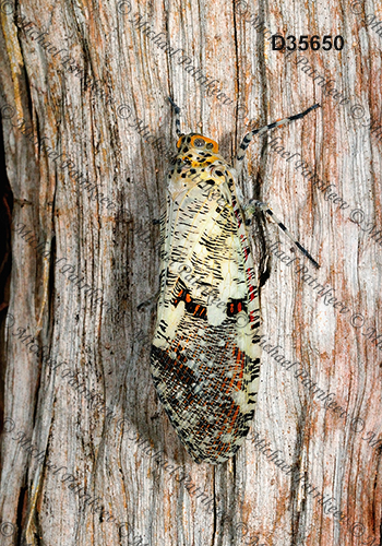 Phenax variegata (Fulgoridae, Hemiptera)